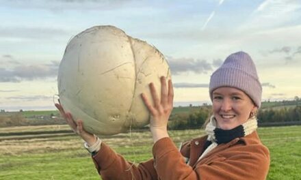 Woman feeds family for a week with 11-pound mushroom find: ‘Twice the size of my head’