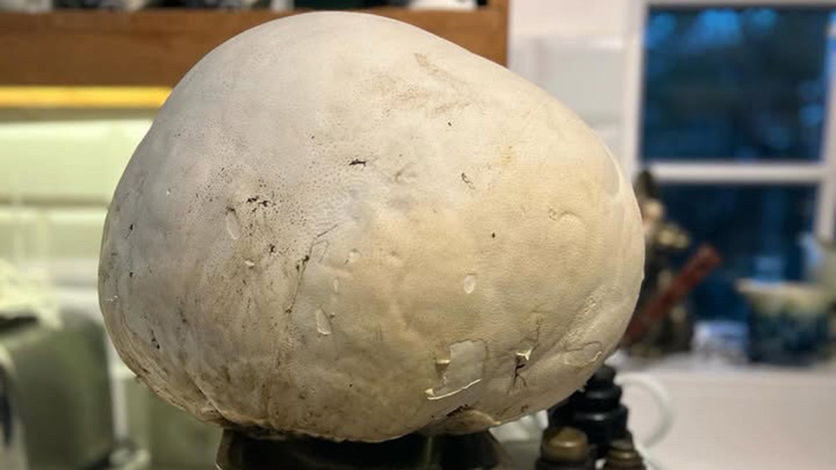 Giant mushroom on a scale.