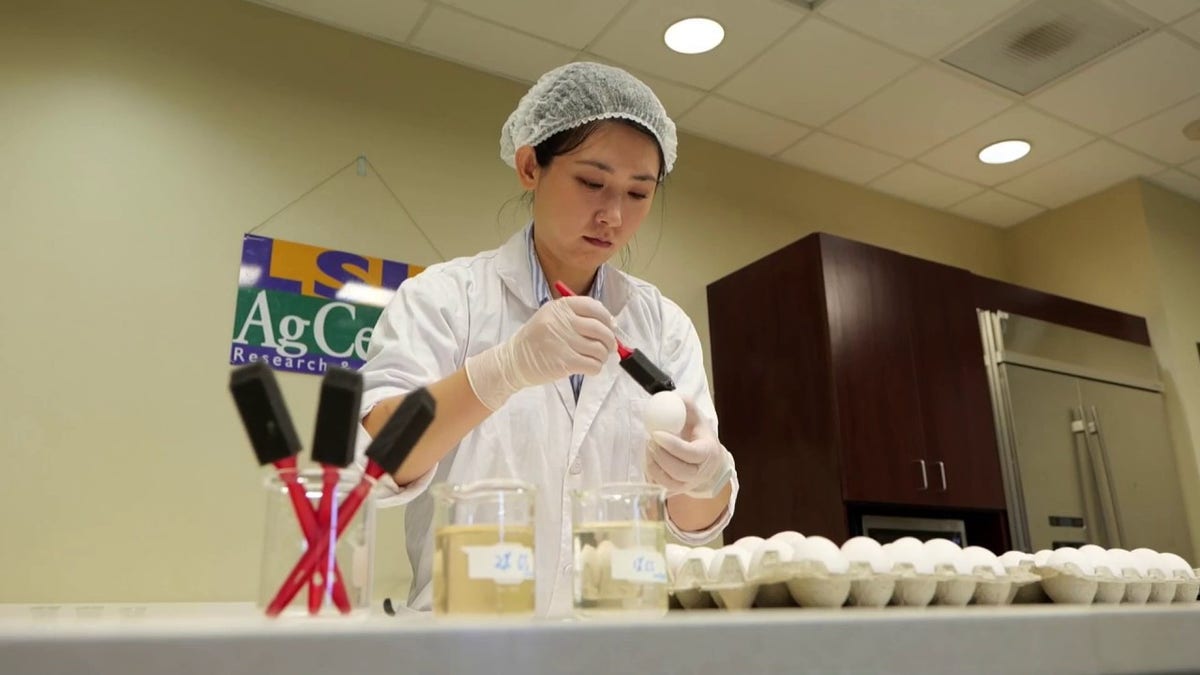 LSU food scientist Yupeng Gao coats an egg with chitosan as part of a project seeking to extend the shelf life of raw eggs.