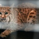 Bobcat Rescue: Two Kansas Linemen Rescue Frozen-Down Mother Cat, Kitten