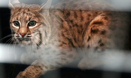 Bobcat Rescue: Two Kansas Linemen Rescue Frozen-Down Mother Cat, Kitten