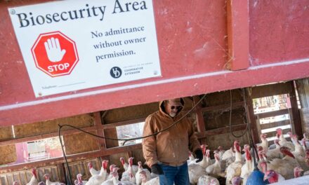 Former CDC Chief Warns Bird Flu Could Be ‘More Catastrophic Than COVID’