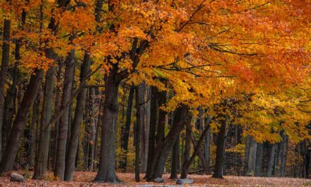 Michigan to clear 400+ acres of state forest for solar farm to meet “clean energy” goals