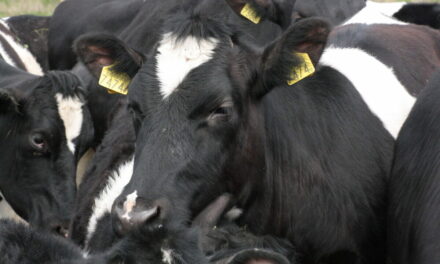 New Study Says Plant-Based Milk Drinkers Are At Higher Risk For Depression, Anxiety