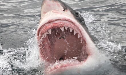 Great White Shark Caught Off Florida Coast, Photos Are Awesome