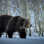 Harriet Hageman Slams Biden Administration’s Refusal To Delist Grizzly Bears As Endangered