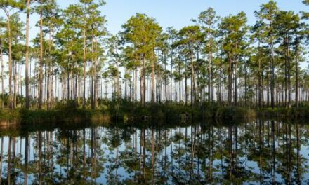 Mining company says Okefenokee expansion doesn’t change plans