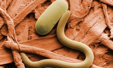 New World screwworm: The deadly flesh-eating parasite spreading throughout Central America