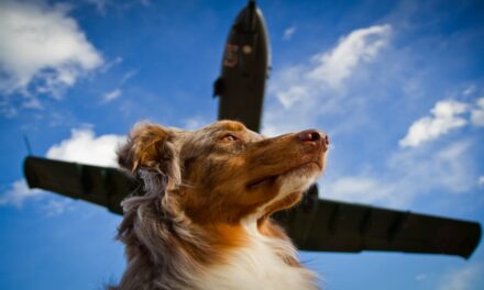 United Airlines Slammed For Alleged Service Dog Rules