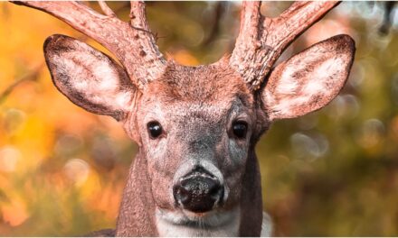 Massive Buck Killed, Photo Of Its Rack Is Incredible