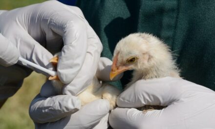 One state leads country in human bird flu with nearly 40 confirmed cases