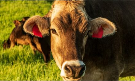 Cows Obliterate Threatening Predator In Must-Watch Video