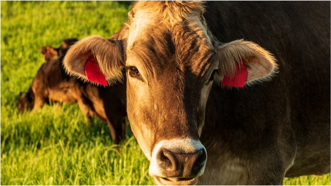 Some cows obliterated a coyote threatening the heard. Watch the viral TikTok video. (Credit: Getty Images)