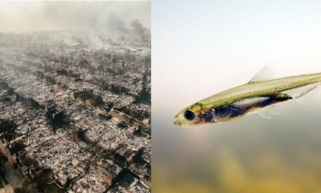 The Infamous Delta Smelt Fish Has Not Been Seen in Nearly a Decade – California Allowed Its Cities to Burn to the Ground Over a Fish That They Can’t Even Find Anymore