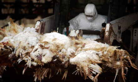 Here We Go: First U.S. Bird Flu Death Confirmed in Louisiana — Victim Over 65 with Underlying Conditions