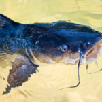 Angler Catches 8-Foot, 150-Pound Catfish — Could Be Biggest Ever In The U.K.