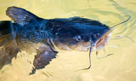 Angler Catches 8-Foot, 150-Pound Catfish — Could Be Biggest Ever In The U.K.