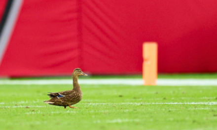 Buccaneers Bring Back Duck That Went Viral During Week 17 Win Over Panthers