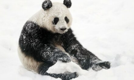 WATCH: Adorable Pandas Play in the Snow As Winter Storm Hits the U.S.