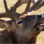 Hunter Kills Outrageous Elk, Is One Of The Biggest You’ll Ever See: PHOTO