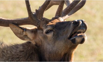 Hunter Kills Outrageous Elk, Is One Of The Biggest You’ll Ever See: PHOTO