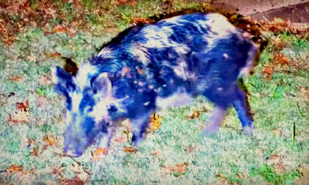 CUE IN THE FERAL HOGS: Pack of Beasts Wreak Havoc in Suburban Irving, Texas, Highlighting a Rapidly Spreading Problem That Costs the US $1.4 Billion Yearly