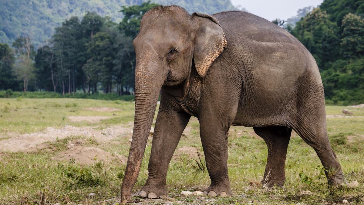 Asian elephant