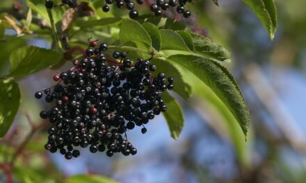 This ‘underappreciated’ berry can help with weight management, says new study: ‘A variety of health benefits’