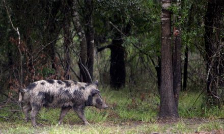 Feral hogs terrorizing Texas town, infuriating locals: ‘I can’t go out there and start blasting’