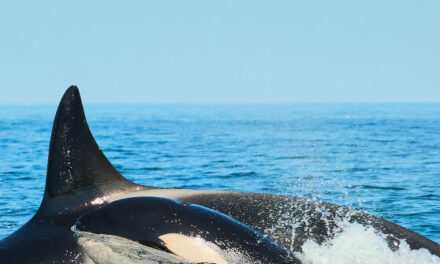 Researchers: Endangered Killer Whale Mother Is Grieving Again After Losing Another Calf