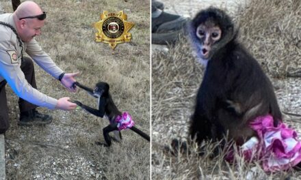 Tutu-wearing monkey picked up near highway in ‘bananas situation’