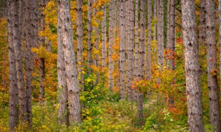 Natural resources officials plan to destroy 420 acres of Michigan forest — to help protect the environment