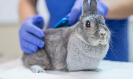 ‘Rabbit fever’ cases rising in US as CDC warns of zoonotic bacterial disease