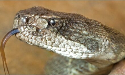 Man Suffers Off Horrifying Rattlesnake Bite Injury: WATCH