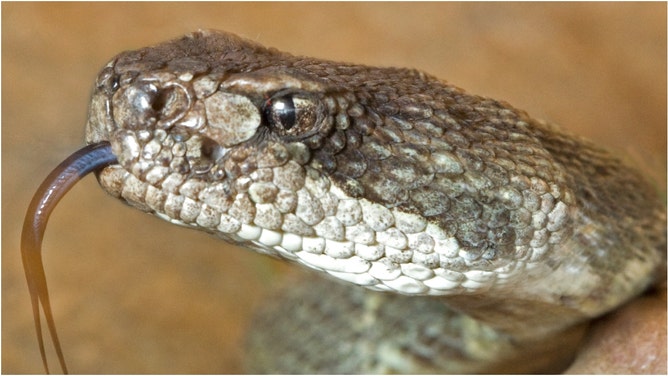 Rattlesnake bit goes viral. (Credit: Getty Images)