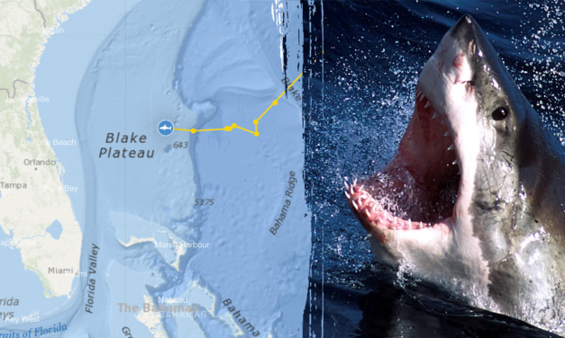 Massive 1,400-pound great white shark pings off Florida beach 4 times in 1 day