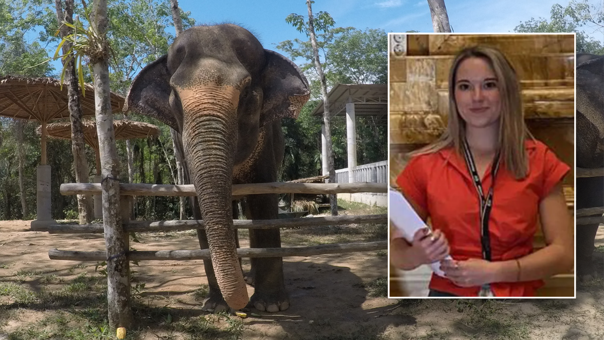 Split image of elephant, tourist