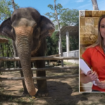 Expert warns Americans about elephant tourism after young student is killed in Thailand: ‘Recipe for disaster’