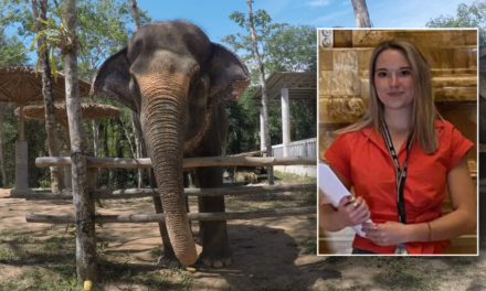 Expert warns Americans about elephant tourism after young student is killed in Thailand: ‘Recipe for disaster’